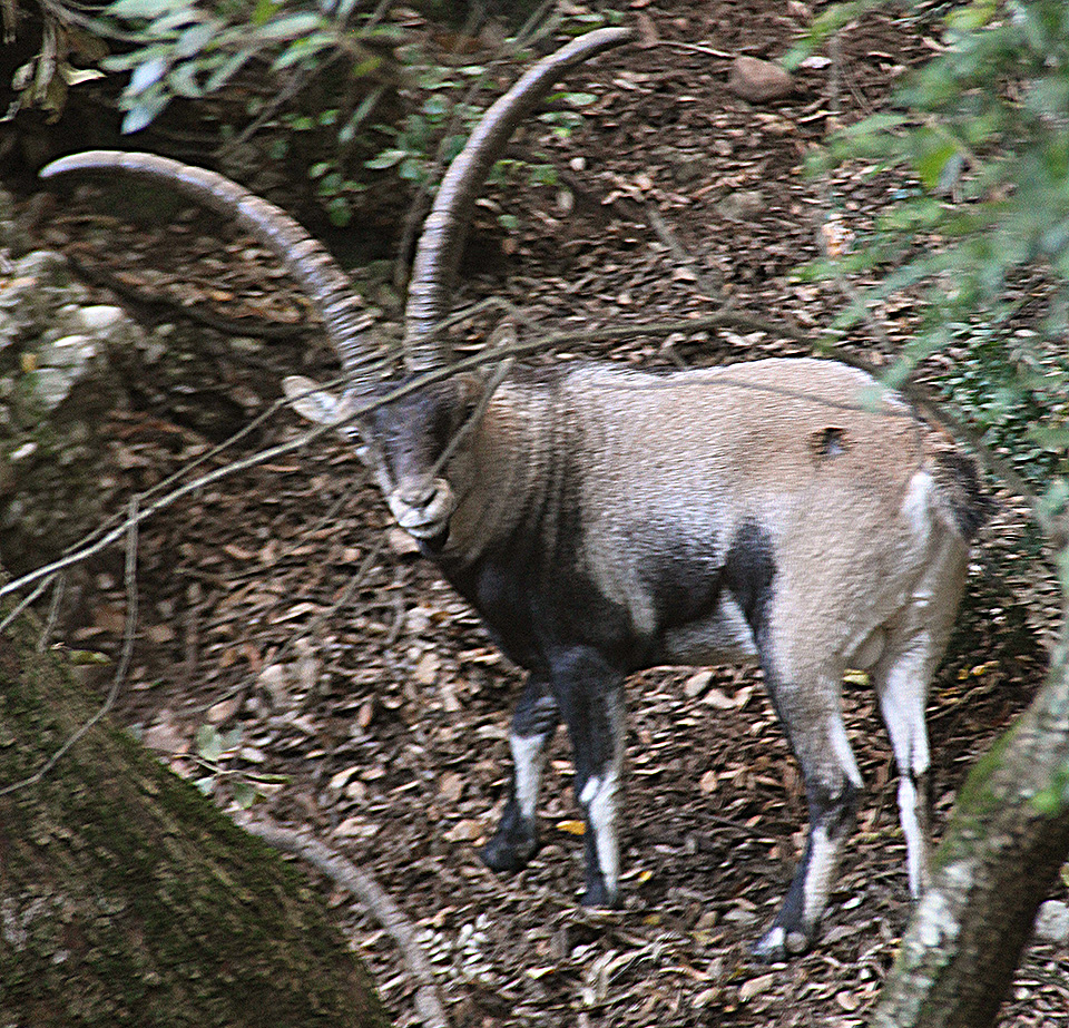 Klášter ale leží v horách a tomu odpovídá i okolní přírody. Jen pár desítek metrů nad ním v horách se nám podařilo zachytit rozmazaného kozoroha.