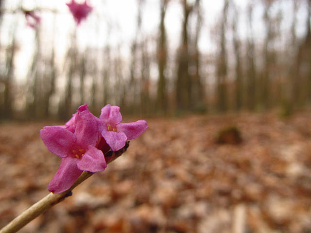 Od vodojemu jsem šel nazdařbůh, kam mě nohy a srdce táhly, víceméně směrem od města. V posledních paprscích večerního slunce jsem stihl zachytit první letošní kvítky neznámého keře.