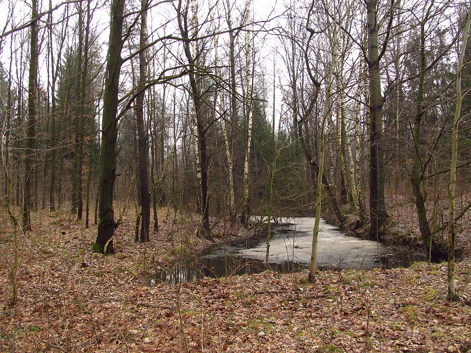 Pravidelný tvar nádrží nás vedl k přesvědčení, že i ty měly svůj význam. Buď jde o vytěžená ložiska hlíny nebo o jímky sloužící technologickým účelům. Díky jejich spleti je Zóna nad Biskupówem hotovým bludištěm.