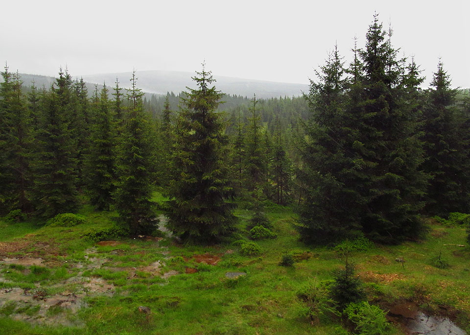 Na polské straně vede dráha hustými lesy. Až se z nich vynoříme, bude už ráz krajiny jiný.