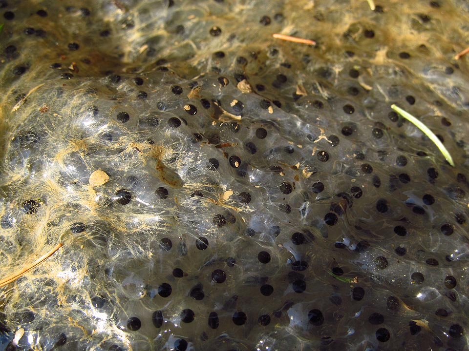 Čerstvá žabí vajíčka, takříkajíc »na hniličku«.