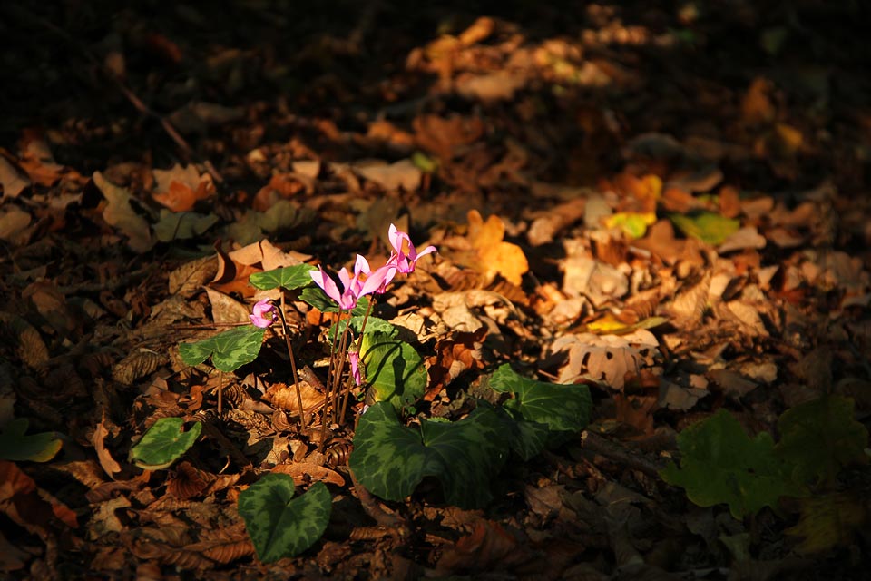 Brambory bohužel nebyly, ale aspoň kvetly bramboříky.