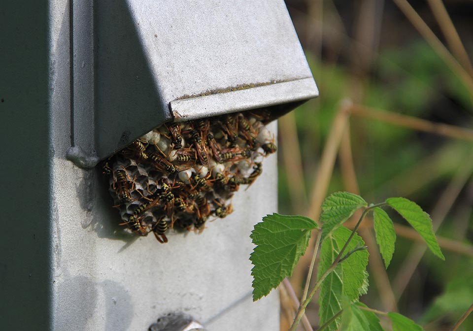 Po probuzení jsem spatřil vosy, jak vylepšují svoje hnízdo.