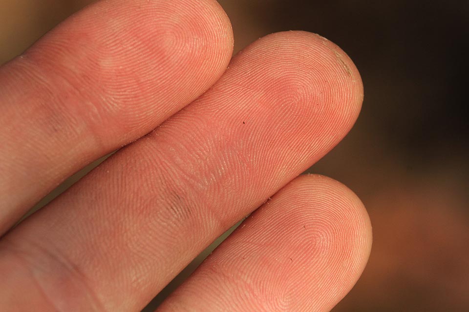 Nevím, čí jsou to prsty. Někdo mně v nestřežené chvíli sebral foťák a pořídil tuhle fotku, podle které by ho však policie jistě snadno dopadla.