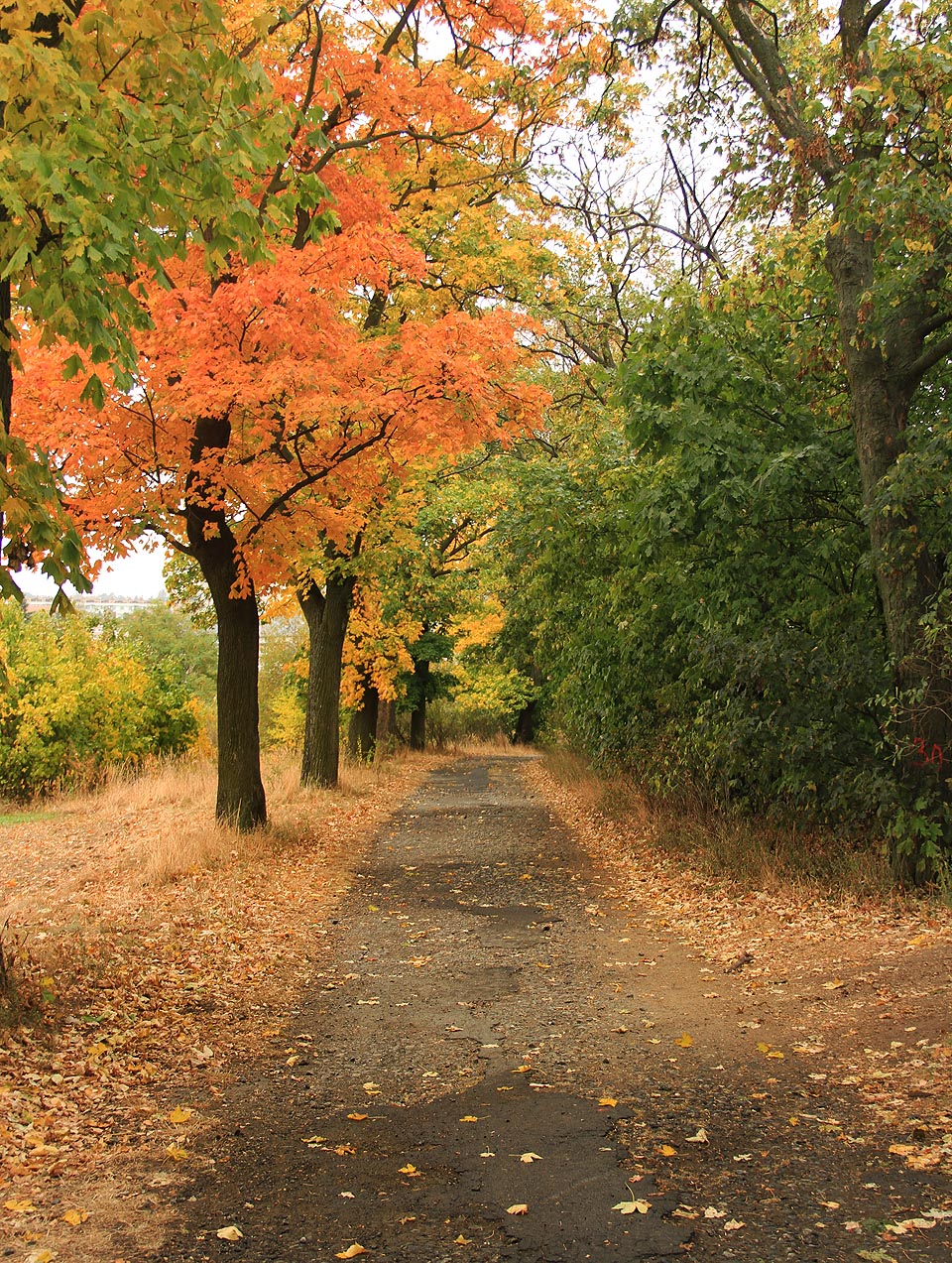 Léta pel je už dávno vyprodán.
