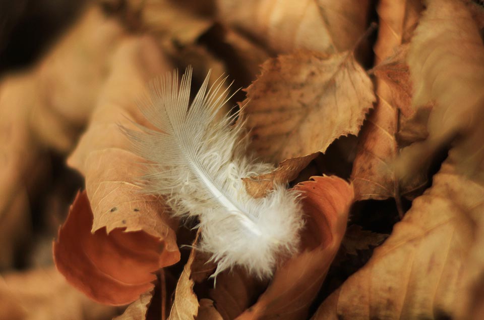Zakoupená redukce na objektivy Canon EF-S -> M42 mně umožnila po létech opět vyzkoušet mezikroužky. Zde s drastickou hloubkou ostrosti objektivu Таир 11а.