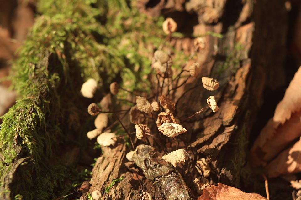 Předem jsem se vyloženě těšil na focení bramboříků, jenže jak se výročí o skoro týden posunulo, jejich fialové květy odkvetly a už nebylo, co fotit. Musel jsem se tak spokojit se seschlými plodnicemi minihoubiček.