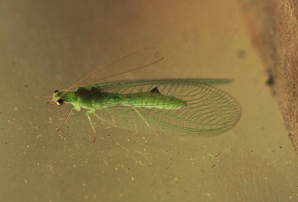 Dopoledne jsem konečně našel chvíli času na experimenty s mezikroužky. V přítmí zkouším z ruky své první pokusy s kombinací Canon EOS 7D + mezikroužky Zenit + Tokina RMC 80-200mm.