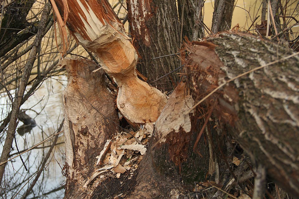 Na břehy Berounky už také zaútočili bobři.