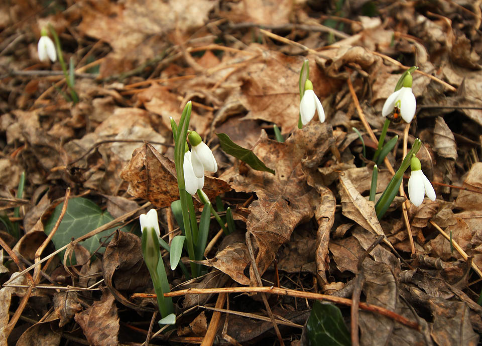 Letošní první sněženky. Holt na Pálavě je jaro vždycky o týden dřív.