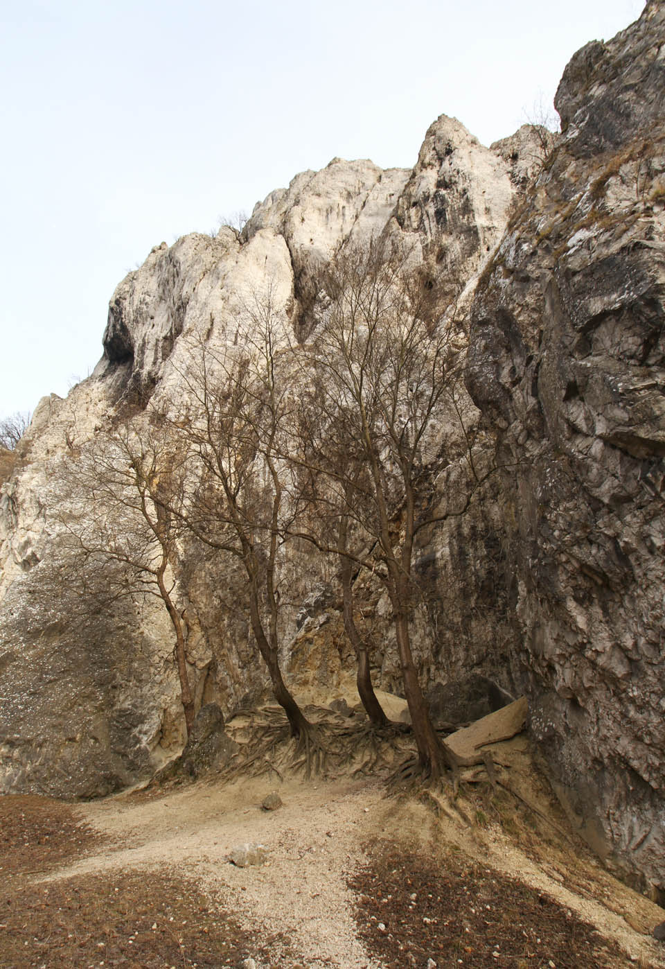„Na konci ulice stojí tam čtyři stromy“, zpívá Sto zvířat nejspíš o skále Martince.