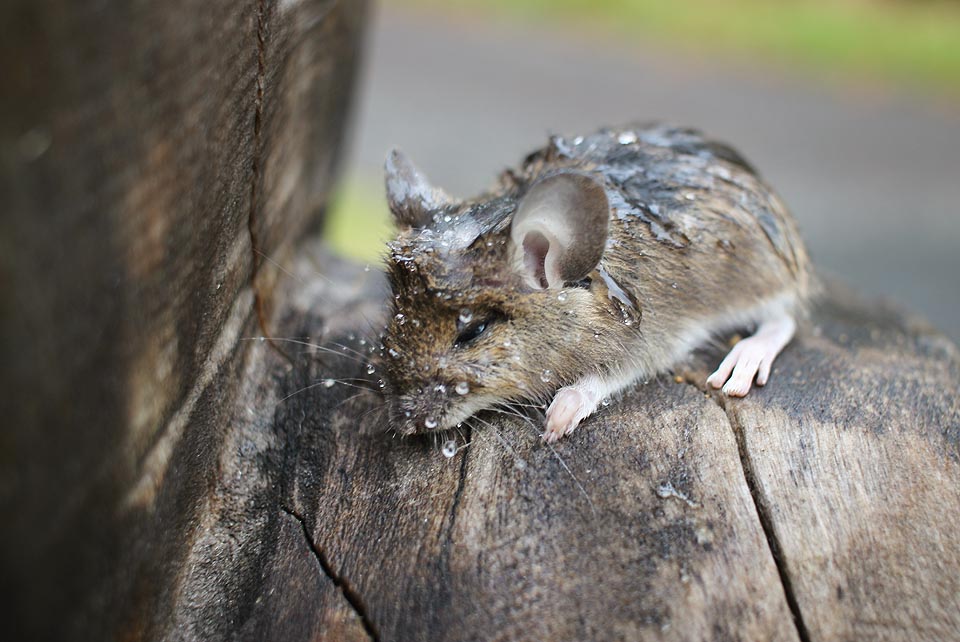 Zmoklá myš. Během tuhé zimy na Muně zmrzla a na jaře jsem ji v neporušeném stavu předal okolní přírodě.