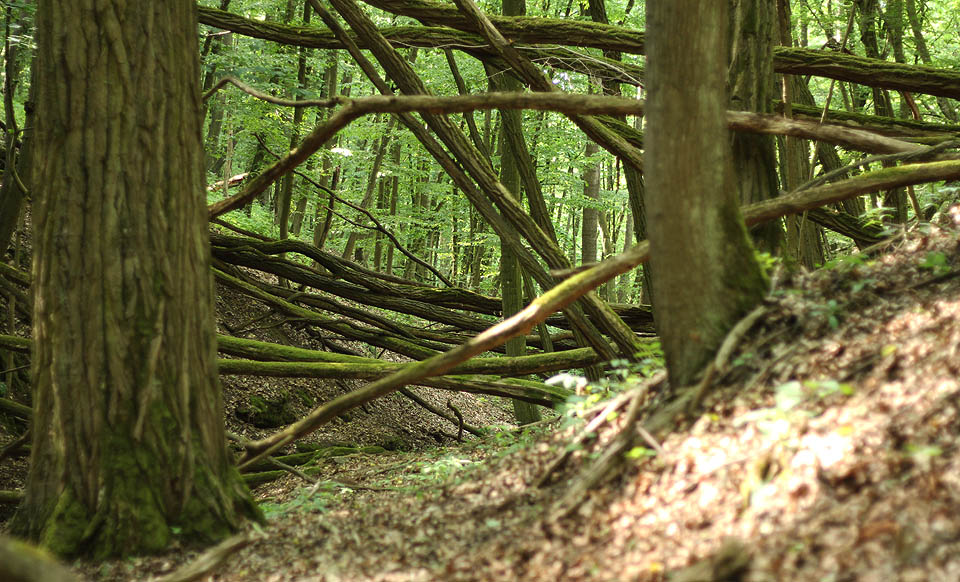 Cesta je to ovšem nesnadná a slabším partnerským svazkům při jejím zdolávání hrozí snad až rozchod. To se nám ale nemůže stát, protože držíme vždy pevně při sobě a v přírodě jsme jako doma.