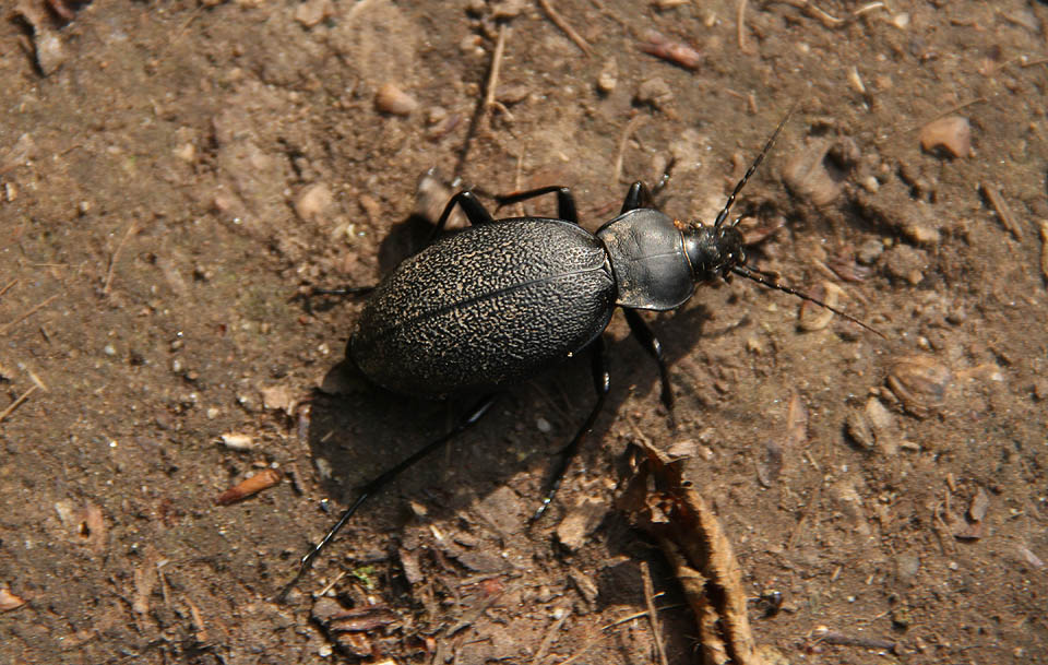 Údolí je příjemné a obsahuje místa hodná pozornosti. Zastavujeme se u studánky U Rokytné, při lanovém přelezu přes řeku (ve které ovšem skoro není voda) nebo u tohoto černého střevlíka.
