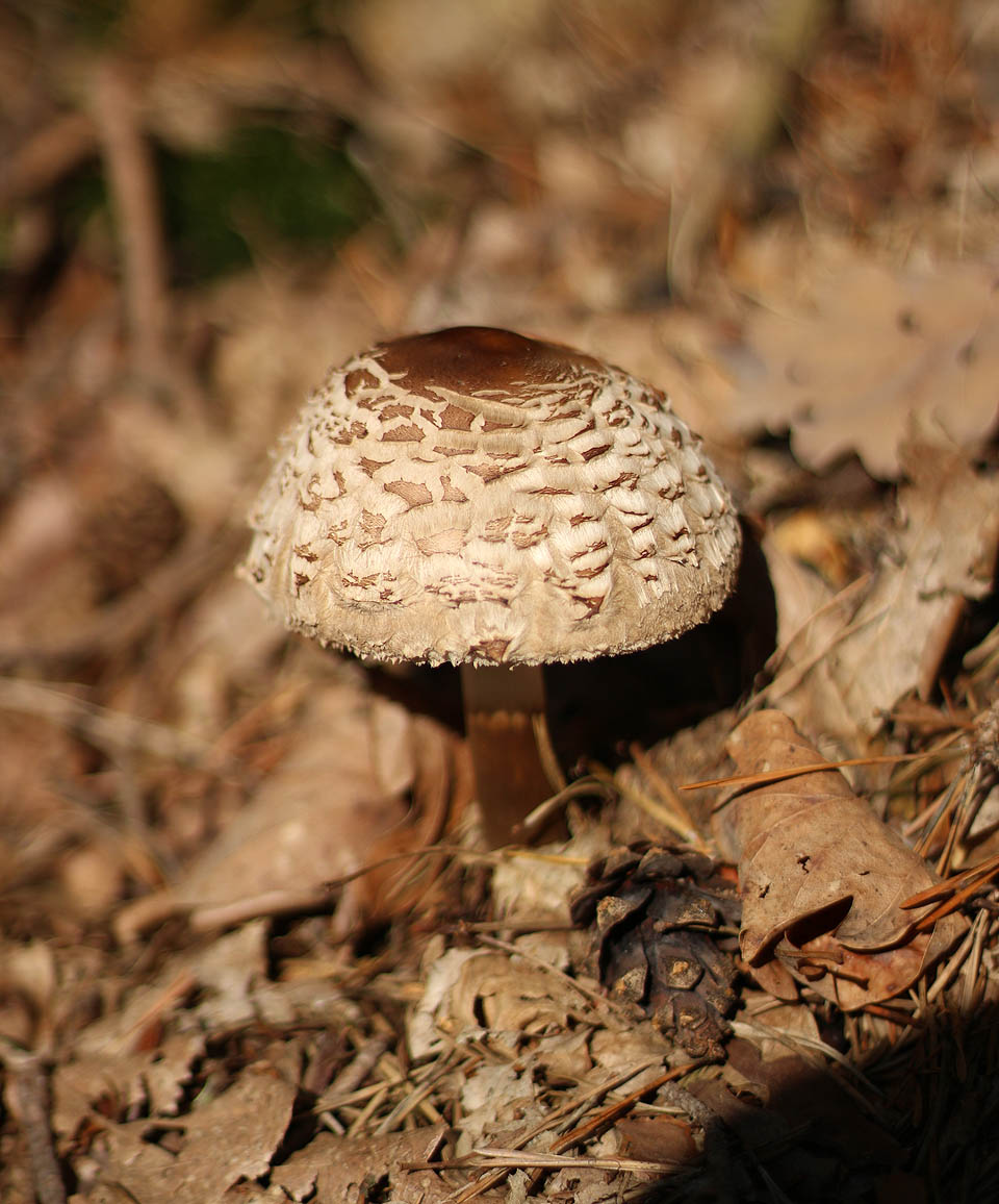 Množství hub bylo enormní. Roura jich nasbíral asi pět kilo, takže se pak jídelníček stal docela monotónním.