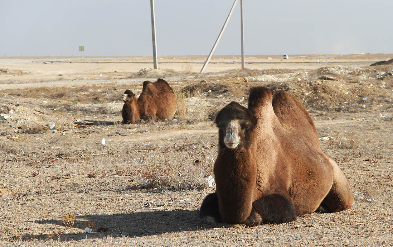 Na uzbecké hranici na nás v poušti čekali velbloudi. Nakonec jsme ale sehnali taxík.