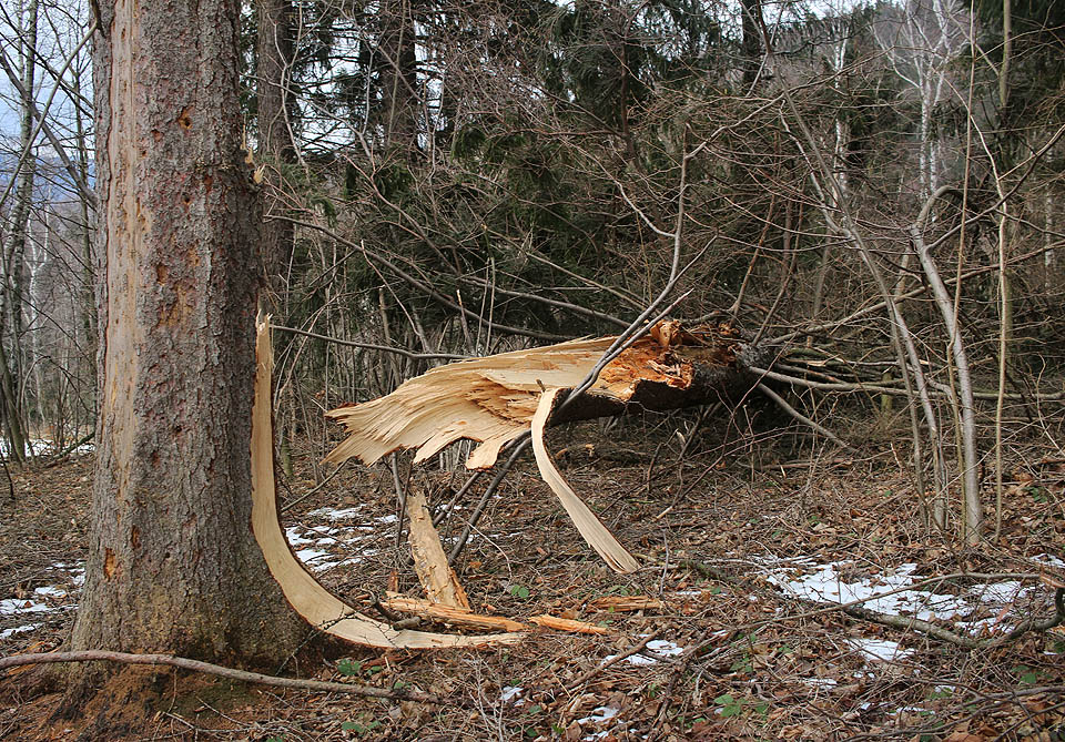 Noční větry bývají nebezpečné. Cestou jsme míjeli poměrně dost vývratů, zlomených kmenů a strhaných větví.