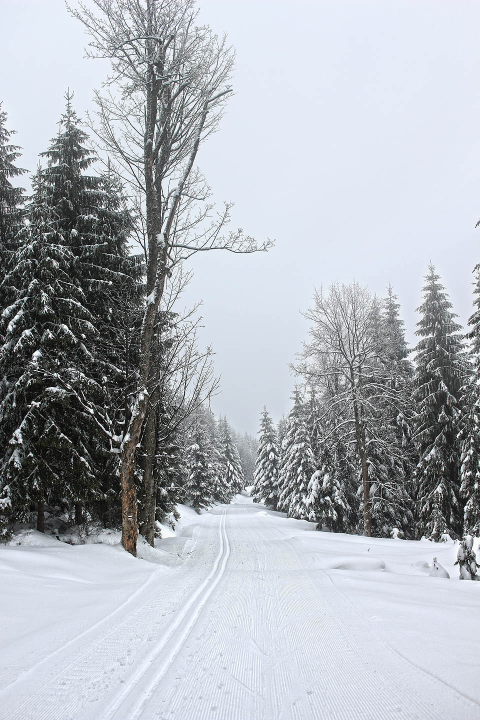 Na hřebenovce pod Stolcem jsme se svezli po urolbované běžkařské dálnici.