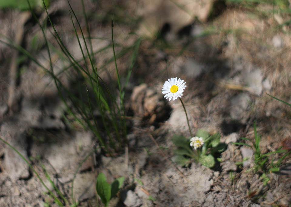 Protože mně ujel v Rapoticích vlak (stopování se mně dnes nějak nedařilo), zbyla hodinka na focení s historickými objektivy. některé mají zajímavý bokeh.