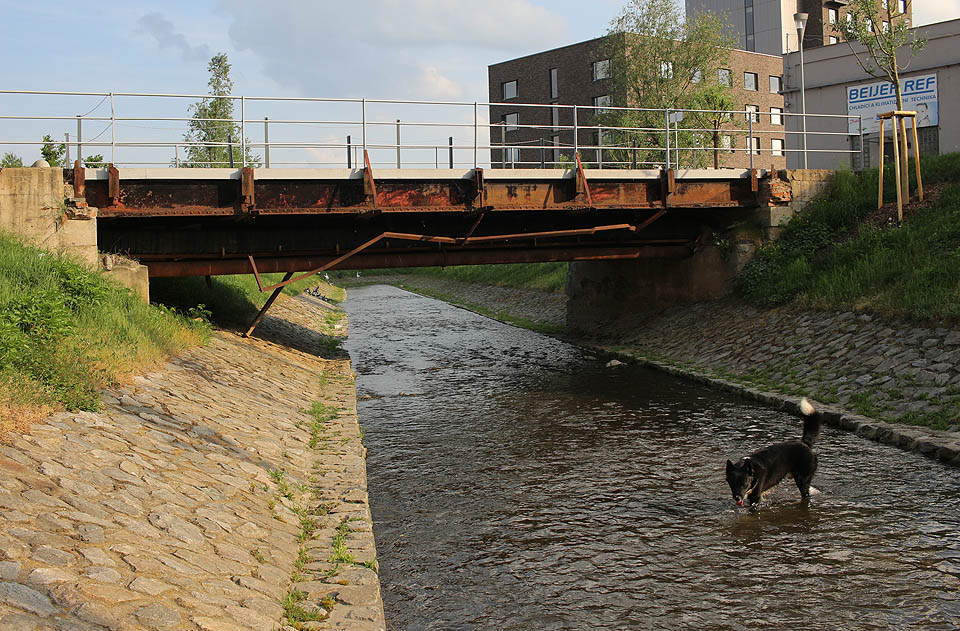 Bývalý most škrobárenské vlečky a pod ním radostný Kocour. Celé odpoledne ve vodě mu zjevně zvedlo náladu.