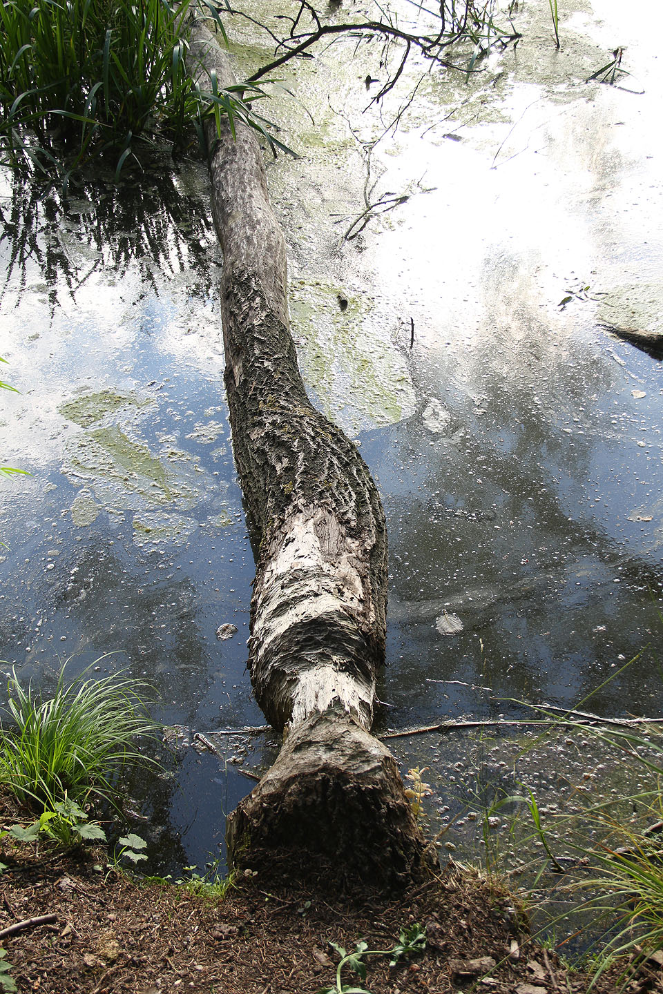 Po cestě zpátky do Polné údolím Šlapanky jsme učinili zajímavý objev. Nedaleko tábora se usadili opravdoví bobři!