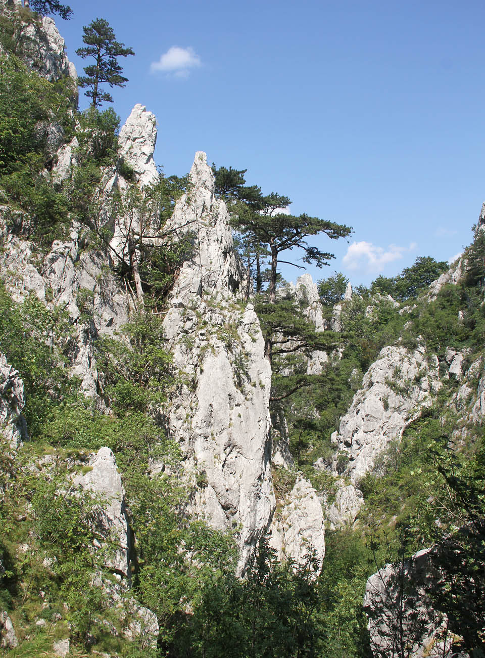 Náčelník měl pravdu: borovice v soutěsce Ţăsny vypadají přesně jako na starých čínských kresbách tuší.