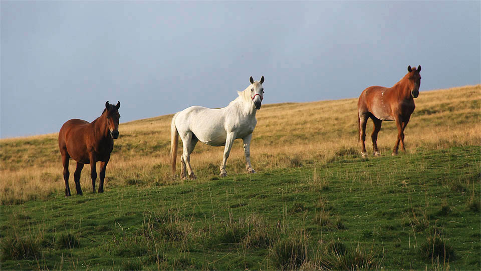 Naše první kroky po hřebeni Maramureșe, vstříc ukrajinské hranici, sledovali z povzdálí přívětiví koně. Západ slunce se blíží, mraky houstnou a bytní.