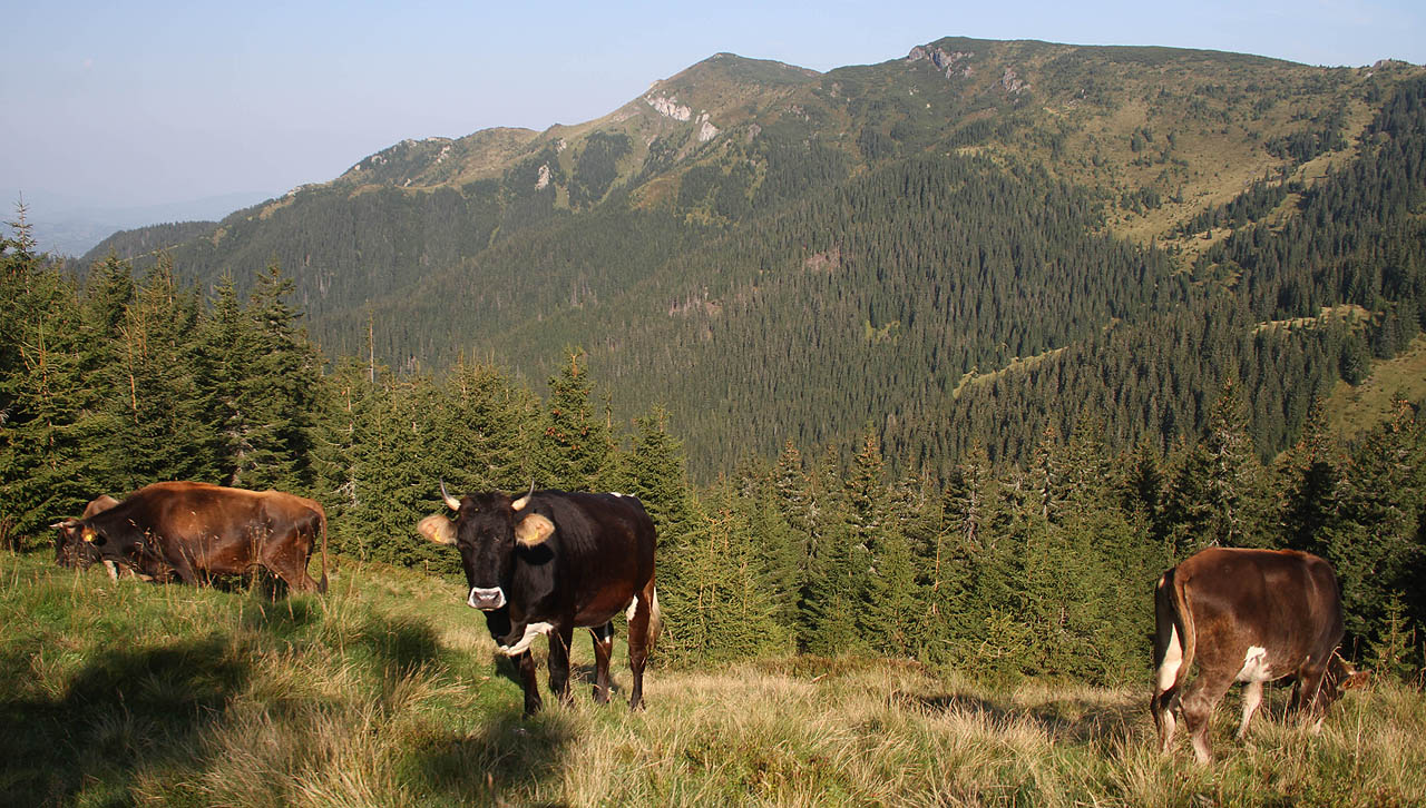 V neděli nás svými zvonci probudily krávy. To není věta z diktátu, ale holý fakt. Obloha je opět vymetená a do večera máme od bouřek pokoj.
