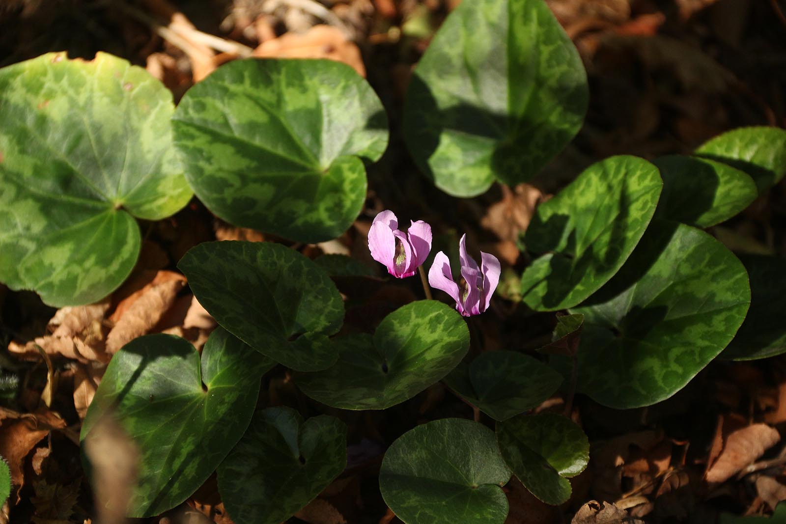Bramboříky ani letos nezklamaly - jen byly po extrémně suchém létu nějaké dehydrované.