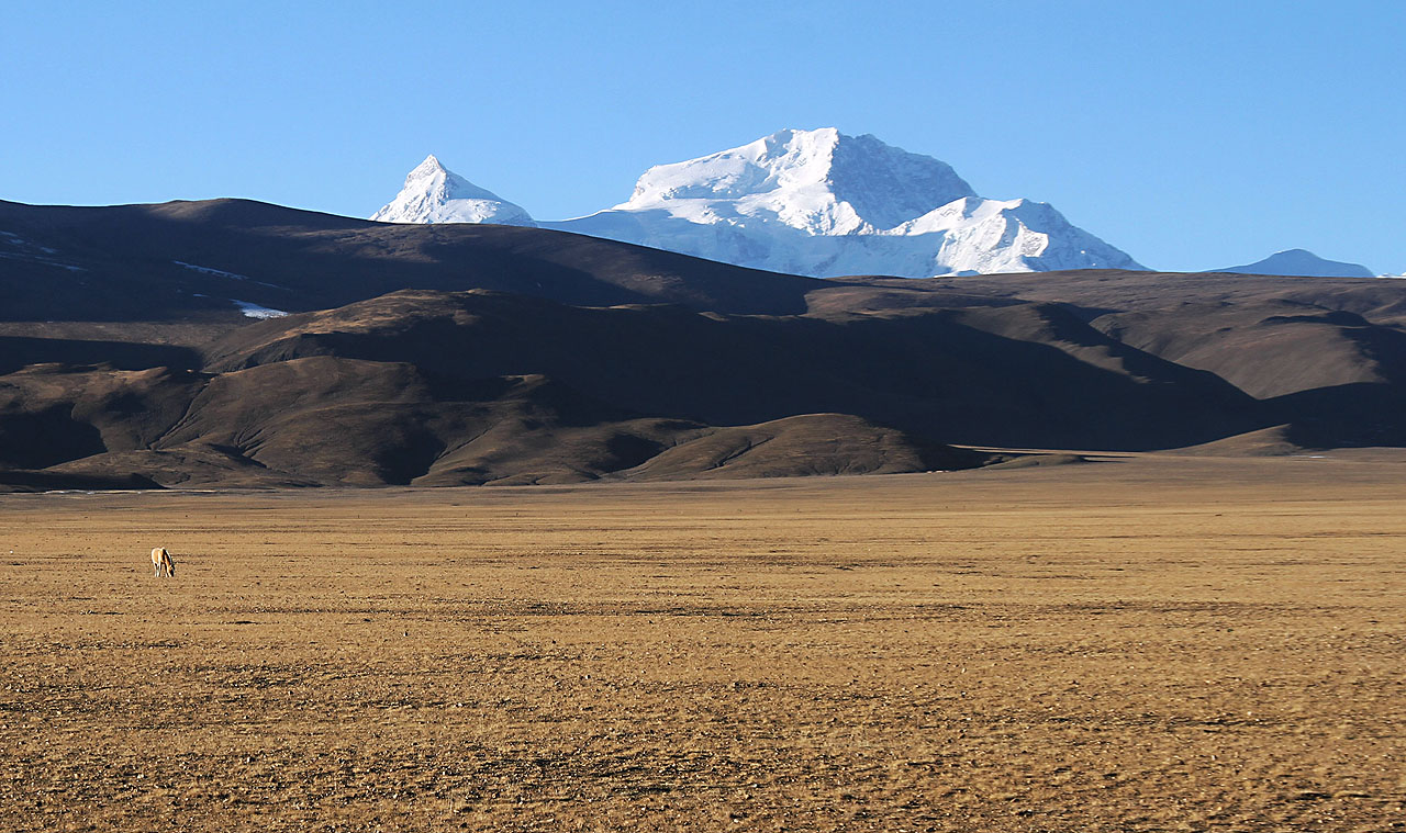 Jedním z neobvyklých zvířat, na která však není těžké v Tibetu narazit, je divoký osel. Pláně, na kterých se tato poloplachá zvířata pasou, mění Tibeťané a Číňané v pole - svými traktůrky ve výšce 4000 m nad mořem ořou kamenitou zem a sejí do ní ječmen a brambory.