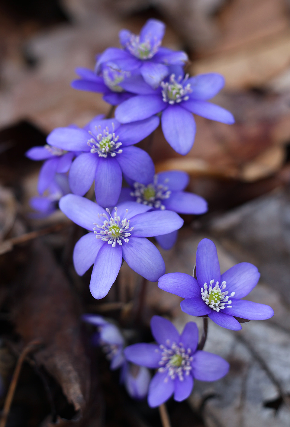 Druhové jméno jaterníku podléška prý pochází od jeho obvyklé polohy pod lískovými keři (takže by měl být spíš podlíska). Z dětství v <a href="/Tema/Adamov">okolí Adamova</a> si jej pamatuji jako jednu z nejtypičtějších jarních květin (foceno obejtkivem Pentacon auto 1.8/50 mm).