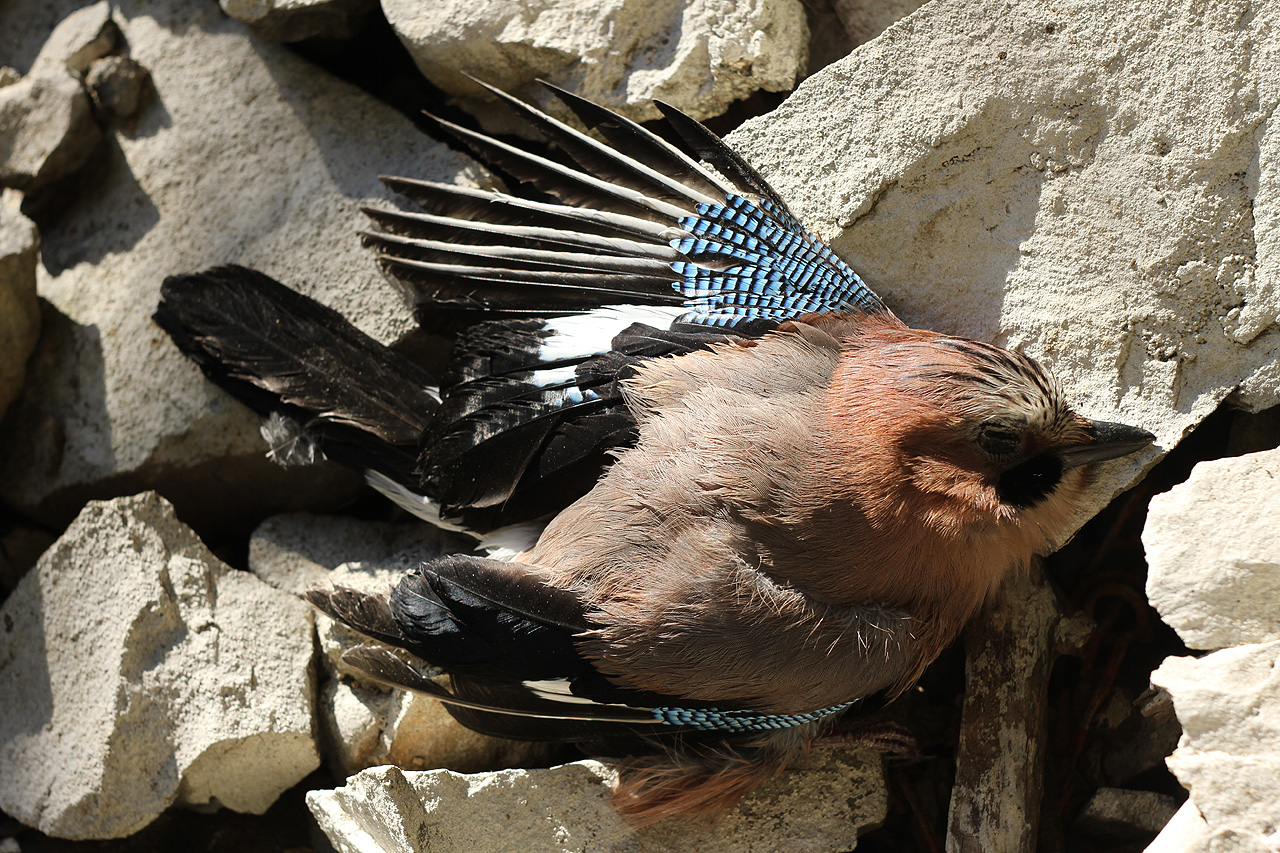 Symbolickým znamením byla mrtvá sojka, kterou jsem našel ve vstupu do kaverny.