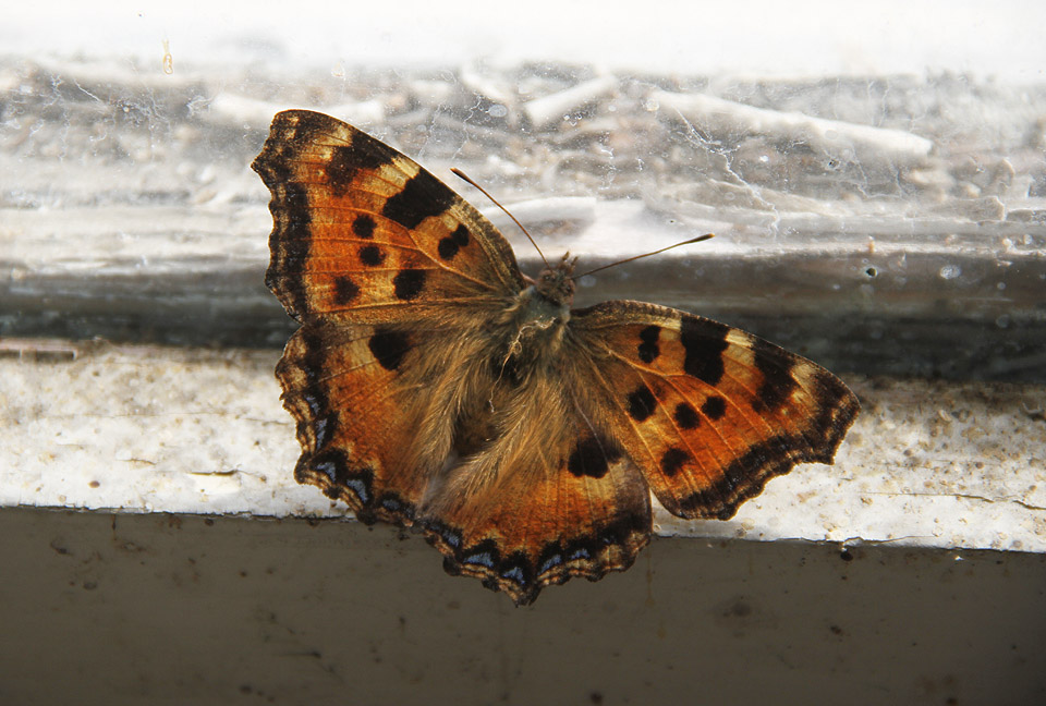 Probouzí se také motýli, kteří v puklinách opuštěných staveb přežili náročnou zimu.