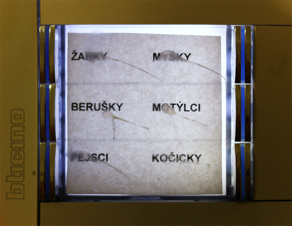 Školka na 6. ZŠ v Šumperku je pěkný zvěřinec. Docal mě zaujalo, jak spolu vychází třeba kočičky s myškami nebo žabky s beruškami.