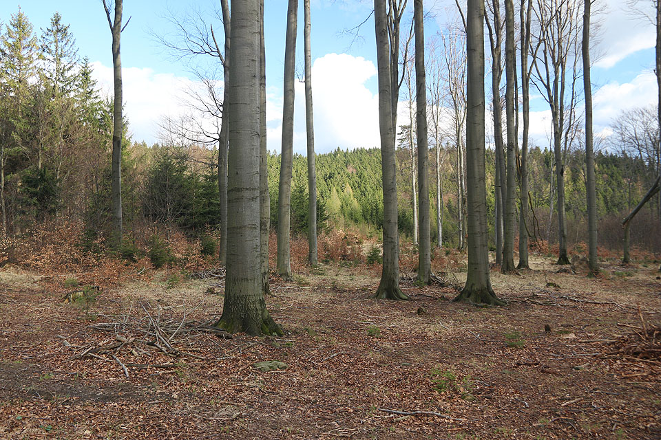 V lesích nad <a href="/Tema/Bratřejov">Bratřejovem</a> je klid a člověk tu přijde na jiné myšlenky. Klidnější a voňavější jako jarní vlhká země.