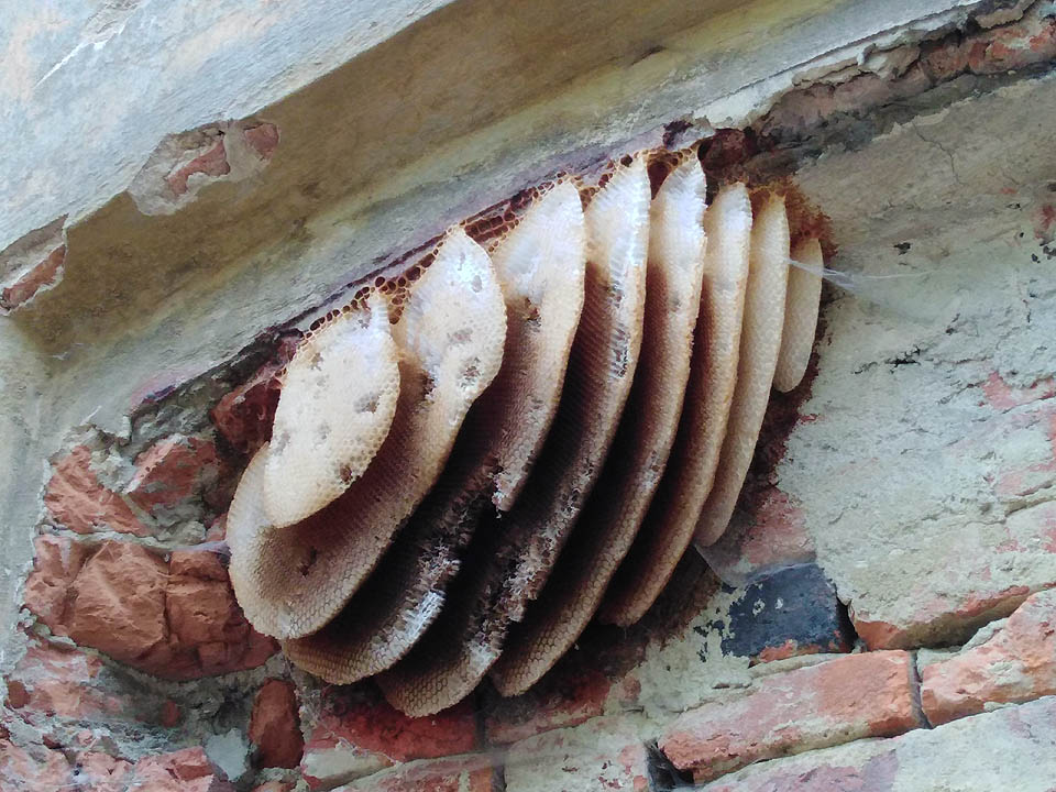 Z budov už mnoho nezbylo, postupně si je bere příroda. Zde třeba divoké včely, které si postavily úl na jedné z kleneb zaniklé fabriky.