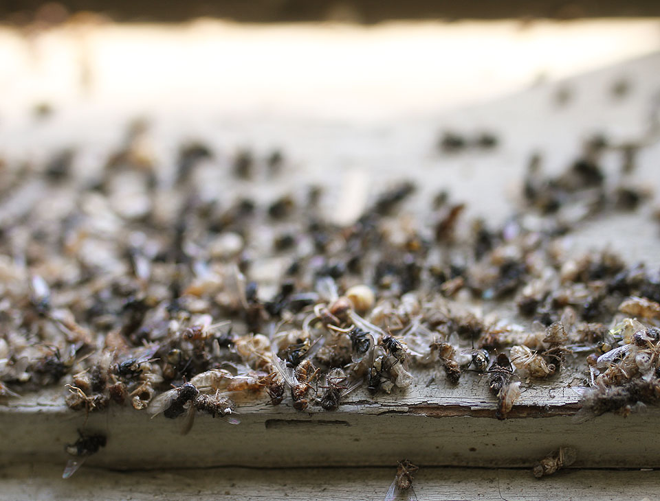 Podle mocnosti vrstvy proschlého hmyzu mezi křídly kastlových oken usuzujeme, že tady se neučí už řadu lét.
