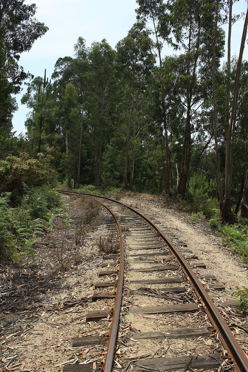 Klesáme po úzke kolejce eukalyptovými háji k železniční zastávce Figueiredo.