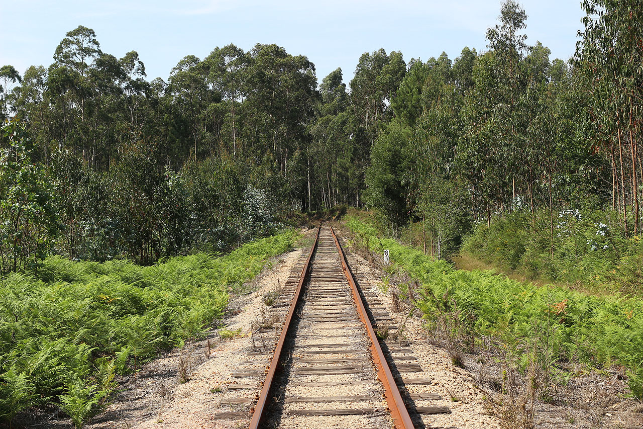 Odpoledne začalo al nce přece jenom silněji žhnout, takže jsme přivítali milosrdný stín eukalyptiny nad městem Albergarií a-Velha.