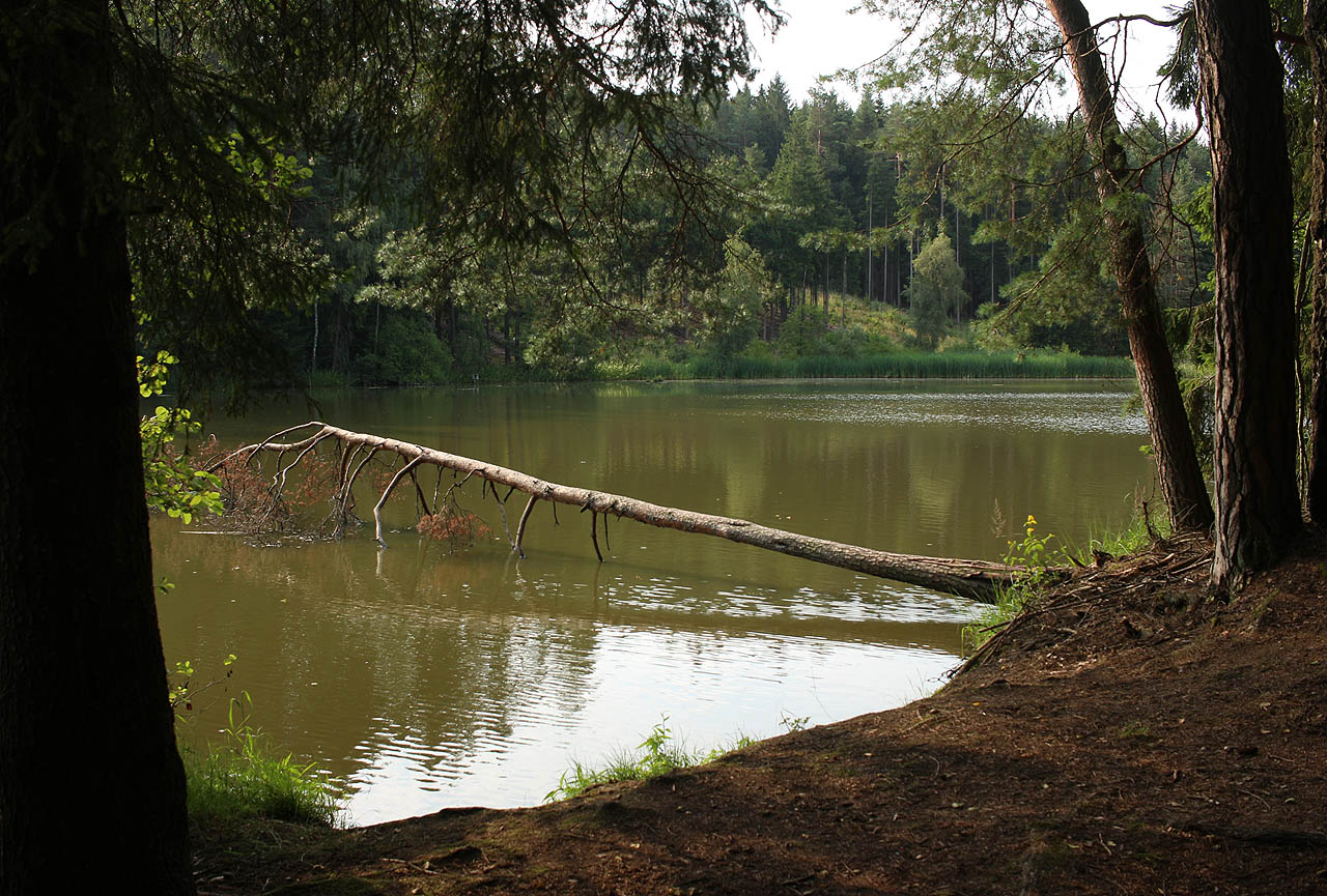 Do lesů mezi Přibyslaví a Polnou se pustil kůrovec. Ohromné škody nadělal nejen majitelům, ale také krajině. Popadané suché stromy jsou všude a nás po jedenácti letech vyhání z tábořiště, na kterém vyrostla generace kluků a holek pod vlajkou Bobří stopy.