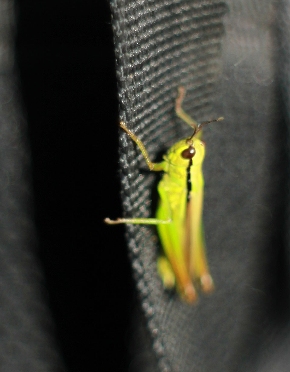 Nebo luční koníky.