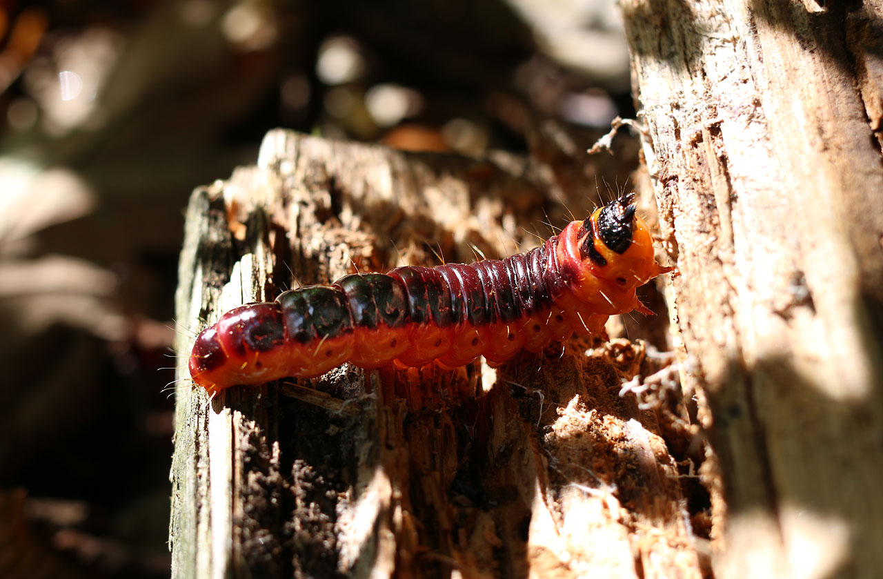 Drvopleň obecný má jedny z nejhezčích housenek u nás. Živí se tlejícími stromy a mohl by mít zálusk i na náš srub, pokud ho nebudeme dobře chránit.