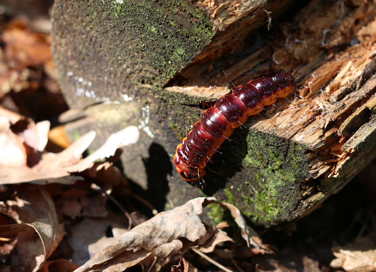 Housenka se vyvíjí dva roky a žere nejraději dřevo ovocných stromů. Těch ovšem na Kozlově moc není…