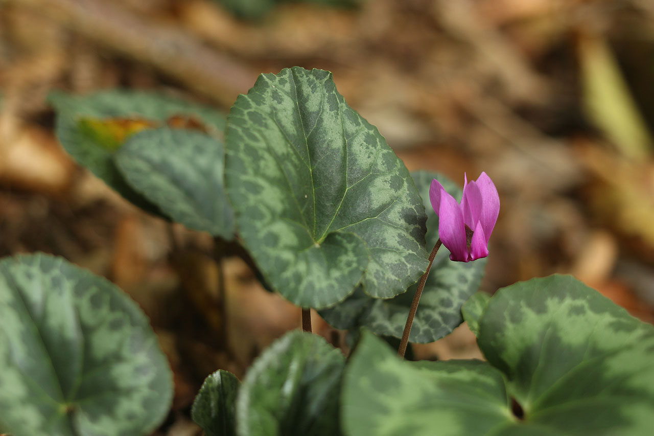 Přece jenom jsem v neděli našel jednu hezkou kytičku.