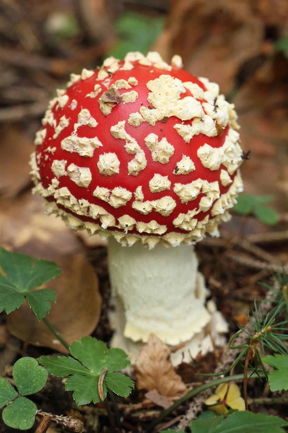 No, ale muchomurkám červeným se prostě nedalo odolat. Nebudu přehánět, když potvrdím, že jsem jich za ten víkend viděl víc, než za celý svůj dosavadní život. Byly prostě všude.