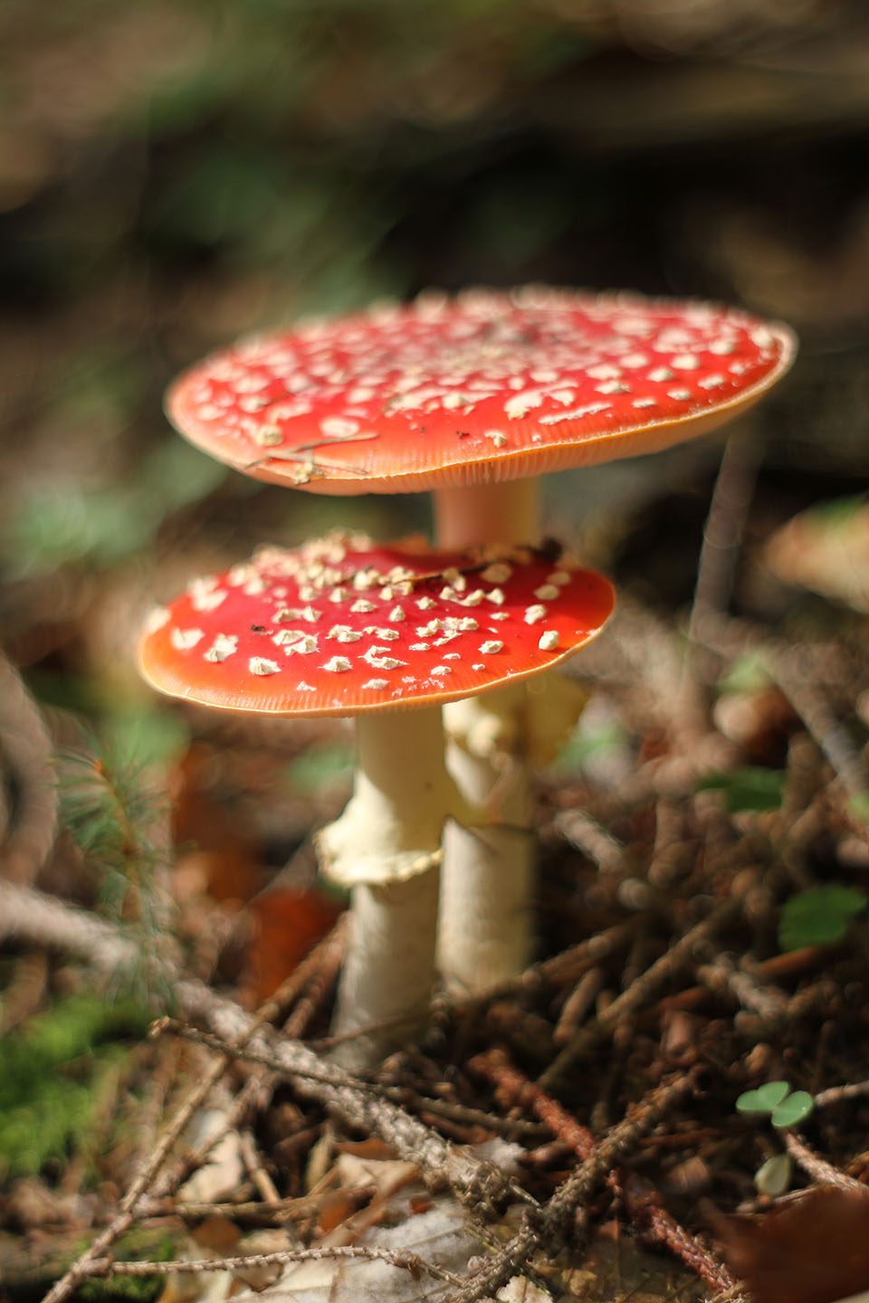 Když jsem zůstal sám, rozhodl jsem se hodně fotit. A experimentovat třeba se starým objektivem Pentacon auto 1.8/50. Se snovou září.