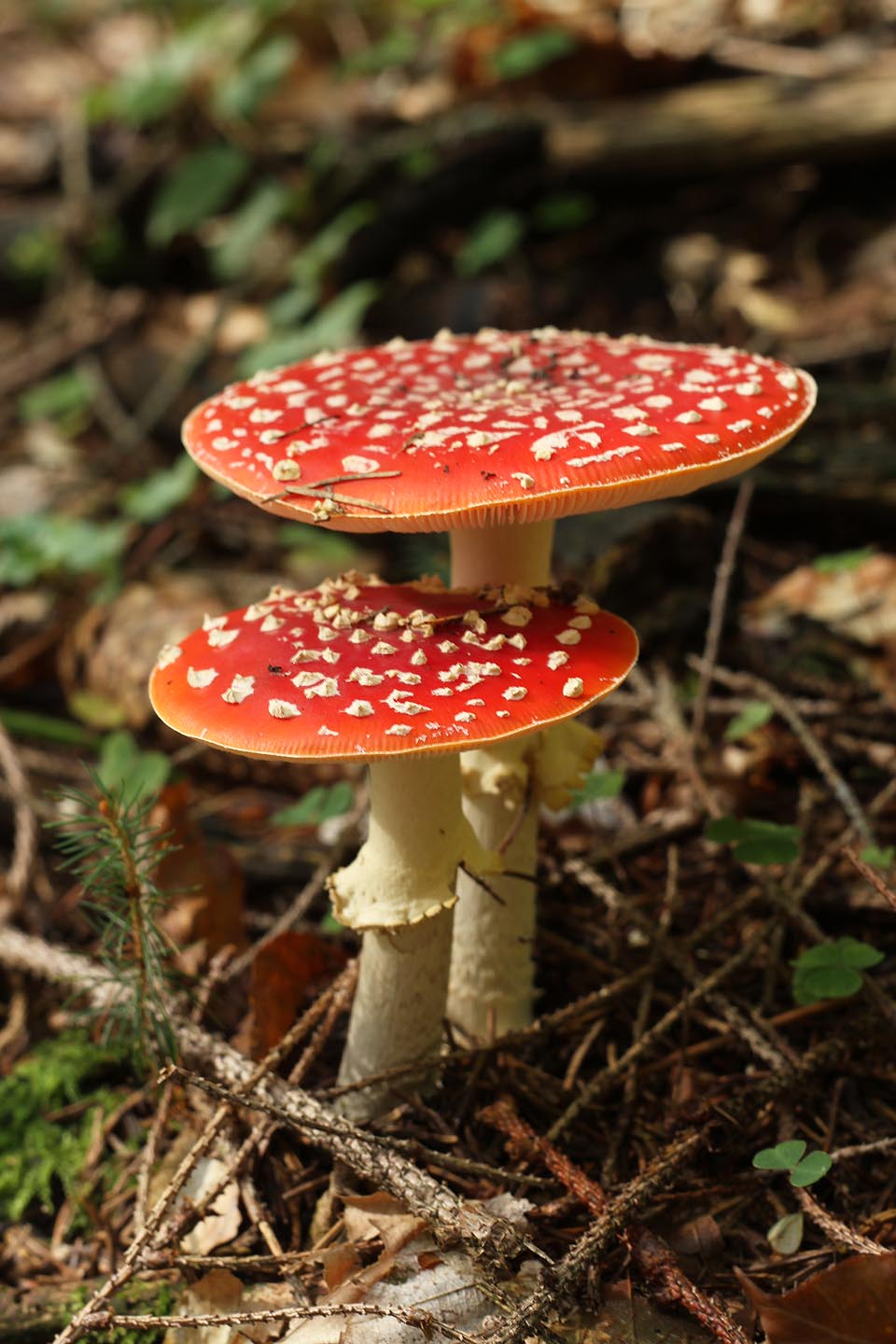 A nebo bez snové záře.