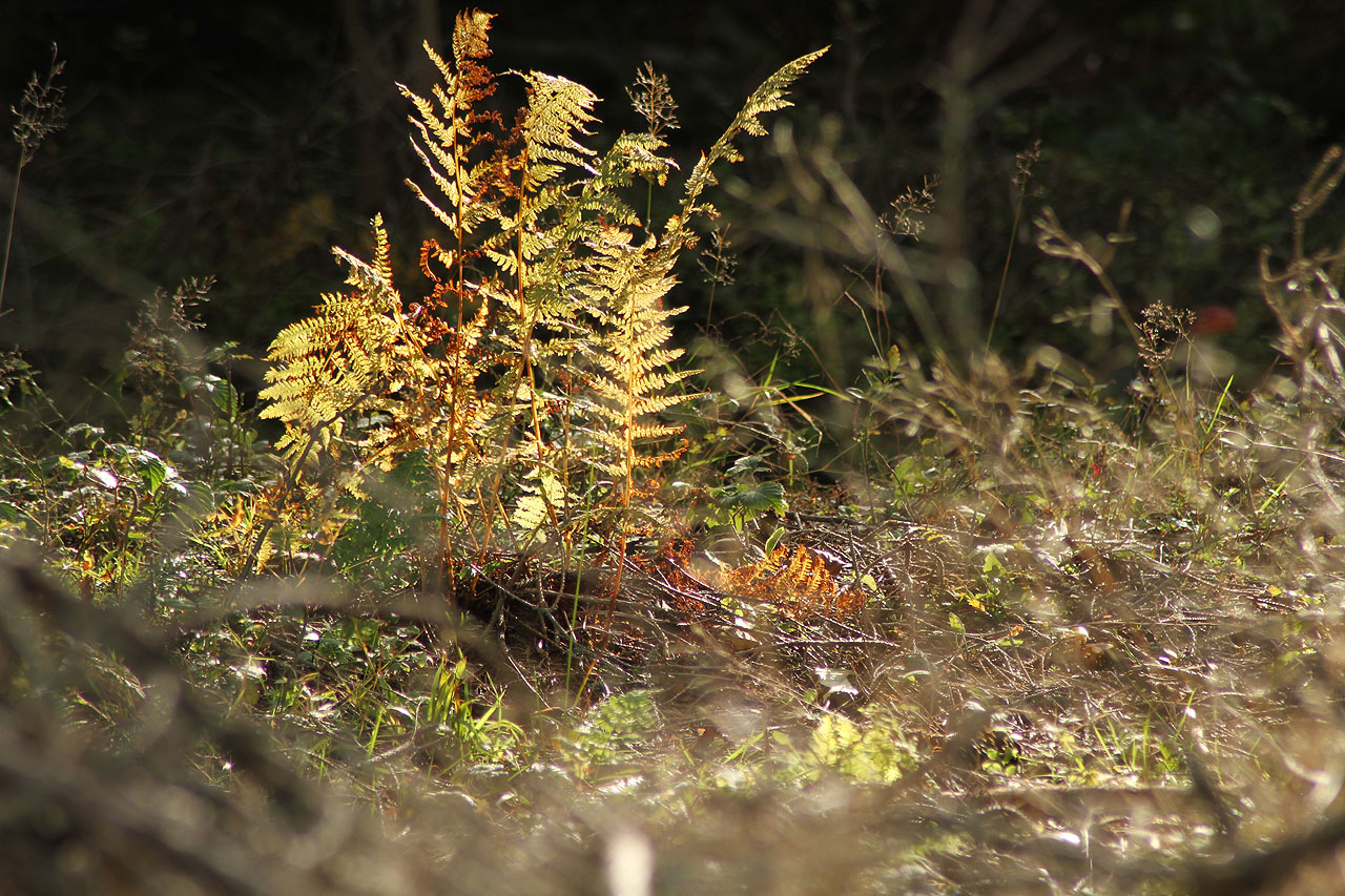 Letošní rok byl složitý, nepříjemný a náročný. Zejména psychicky. Snad podzimní zpomalení a první večerní mrazíky přinesou do duše aspoň trošku klidu.