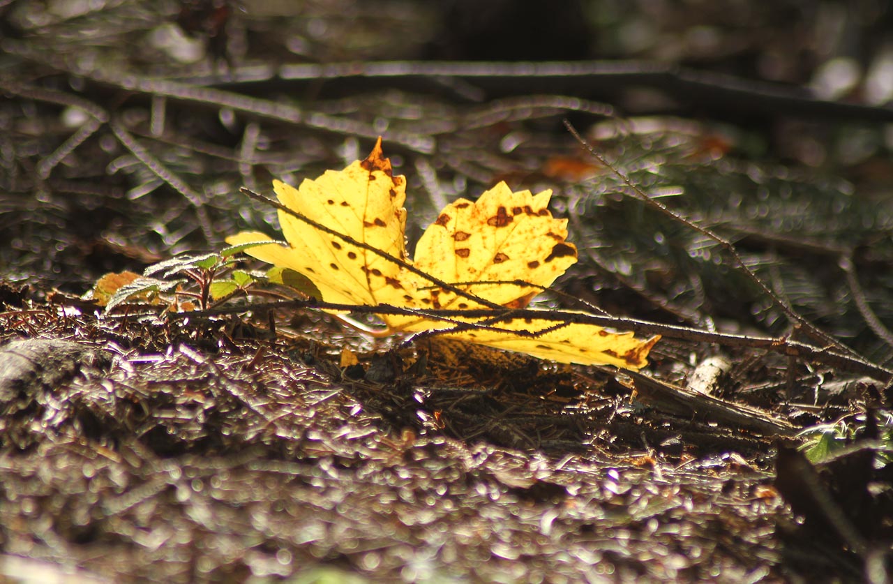 Lístek padá, lístek padá, po větru se dává v let.