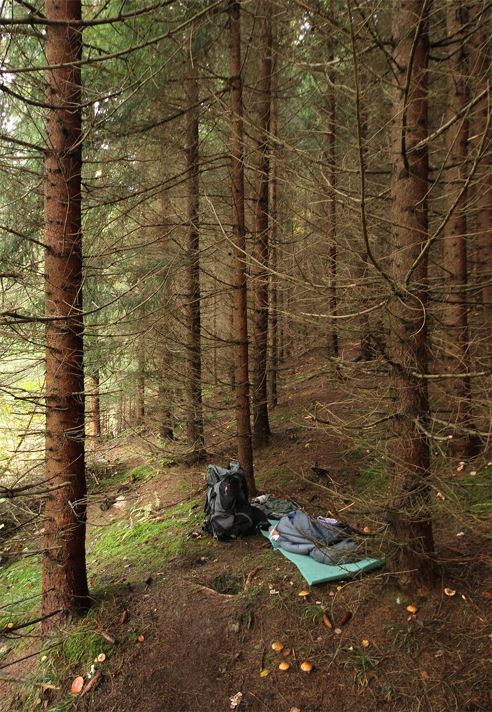 Ráno jsem zjistil, že okolo mě přes noc vyrašily spousty hub. Místo to bylo docela strašidelné, proto jsem raději vylezl na hromadu klád na sluníčku a čekal, kdy se Barča objeví.